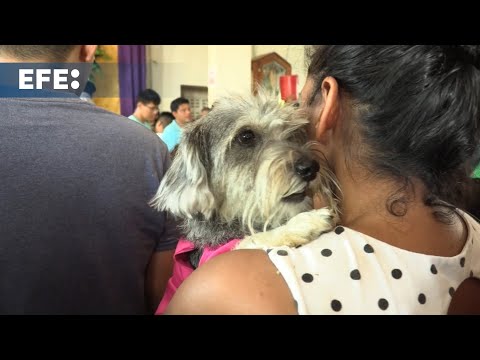 La celebración en honor a San Lázaro reúne a cientos de devotos y sus mascotas en Nicaragua