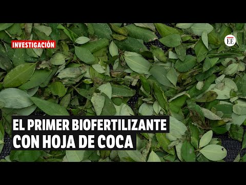 Lo que habría detrás de la primera licencia para vender biofertilizante con coca | El Espectador