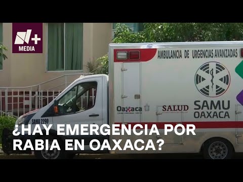 Casos de rabia en Oaxaca; descartan emergencia en la entidad - N+15