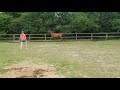 Dressuurpaard Luxe 3 jarige vos ruin van Geniaal KWPN