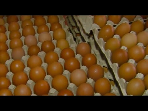 Costarricenses consumen en promedio 240 huevos al año