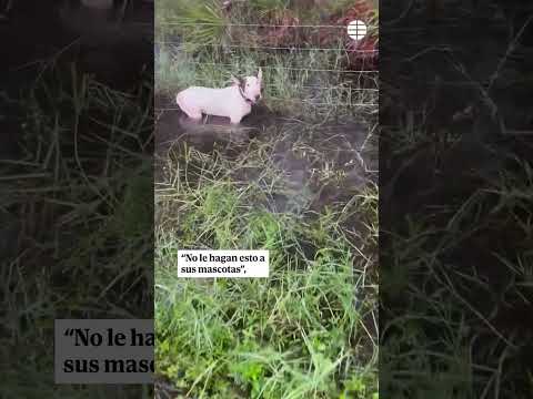 Salvan a un perro atado y cubierto de agua poco antes de que el huracán Milton llegara a Florida