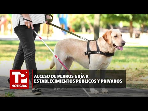 Acceso de perros guía a establecimientos públicos y privados |07.05.2024| TP Noticias