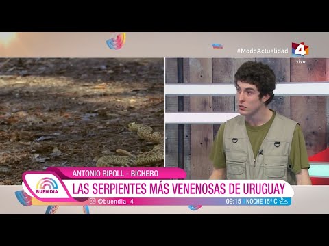 Buen Día - Las serpientes más venenosas de Uruguay