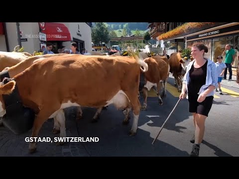 Cows take centre stage at Gstaad cow festival