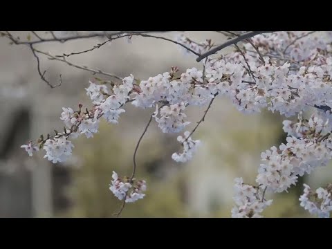 Cherry blossoms bloom late in Japan, catching tourists, businesses off guard