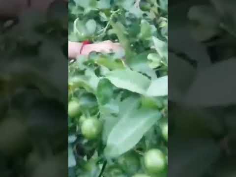 29สิงหาคมค.ศ.2021