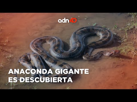 ¿Cuál es la longitud y peso aproximado de esta anaconda gigante? | Ruleta Informativa