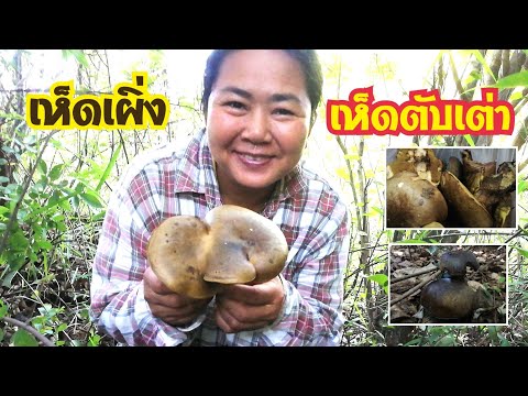 เห็ดเผิ่ง-เห็ดตับเต่่า-หาอยู่ เห็ดเผิ่ง-เห็ดตับเต่่า-หาอยู่