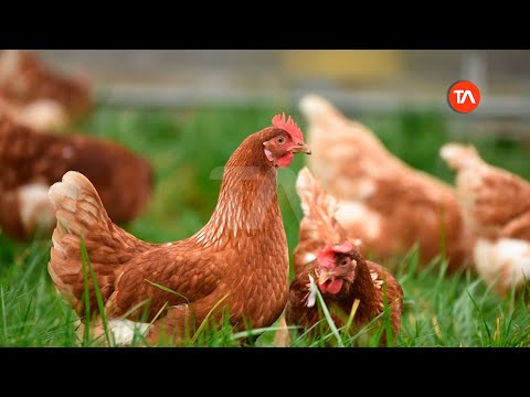 El brote de gripe aviar en granja de Cotopaxi está controlado, según autoridades