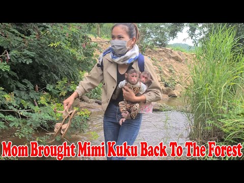 Mom brought Mimi Kuku monkey back to the forest (P1)