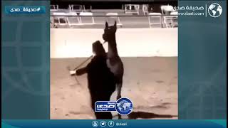 خيل يسقط فتاة