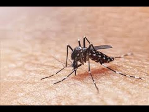 Cinco menores hospitalizados en el Hospital Escuela a causa del dengue