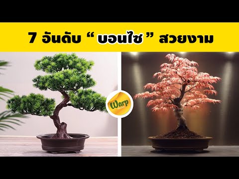 7-อันดับ-บอนไซ-สวยงามที่คนนิยม 7-อันดับ-บอนไซ-สวยงามที่คนนิยม