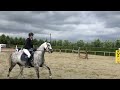 Show jumping horse Dames paardje met wat pit