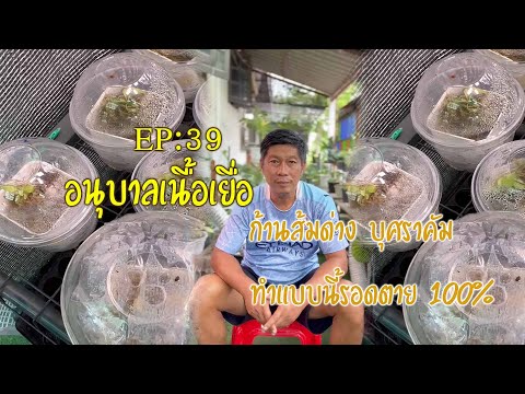 EP39อนุบาลไม้เนื้อเยื่อบุราค