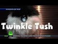 Crazy Alert! Twinkle Tush For Kitty Behinds?
