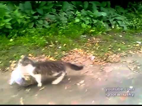 Video: Praktiškas katinas - irgi renkasi norfa