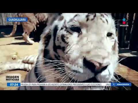 Caso Black Jaguar White Tiger: La Profepa emite resolución administrativa | Noticias con Paco Zea