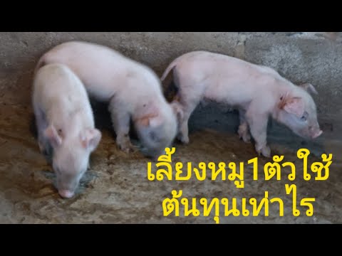 เลี้ยงหมูหนึ่งตังใช้งบเท่าไร