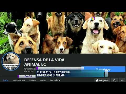 Once perros callejeros fueron envenenados en Ambato