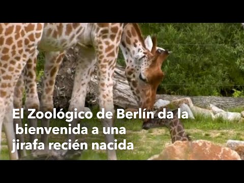 El Zoológico de Berlín da la bienvenida a una jirafa recién nacida