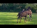 Dressuurpaard mooi hengstveulen van Extreme US