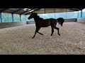 Dressuurpaard 3 jarige ruin aan van Just Wimphof x Apache