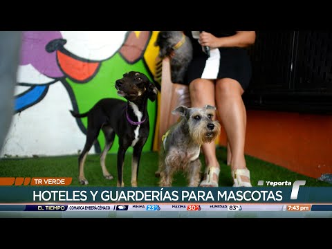 TR Verde: Hoteles y guarderías para mascotas en Panamá