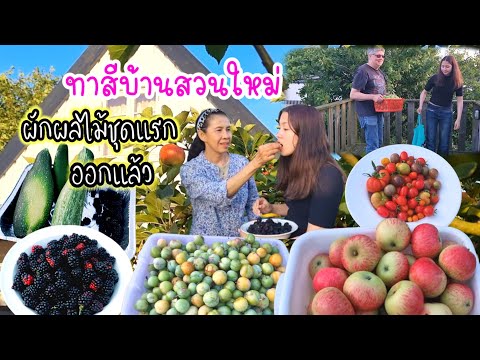 คนไทยในเดนมาร์กเก็บผักผลไม้ท