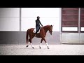 Dressage horse Talentvolle Dressuurpaard