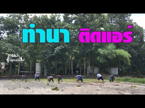 ทำนาติดแอร์-สวนป่าคืนถิ่นคนบ้า ทำนาติดแอร์-สวนป่าคืนถิ่นคนบ้า