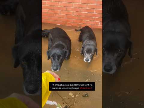 Cachorros Encurralados na Enchente a Espera de Resgate!! #riograndedosul #enchente #noticias #chuva