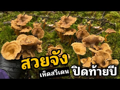 เห็ดป่าทะเลสาบขายครั้งสุดท้ายข