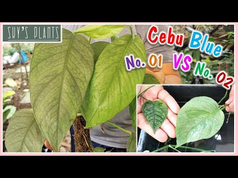 อิพิเซบู-บลู-เบอร์1-VS-อิพิเซบ อิพิเซบู-บลู-เบอร์1-VS-อิพิเซบ