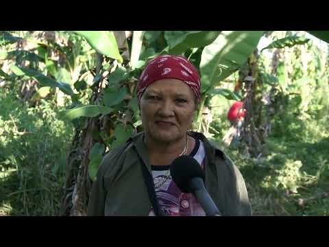Trabajo voluntario en Guaimaro por el natalicio de Fidel