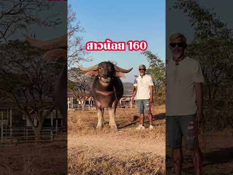 น้องหยกผกาสาวน้อย160พ่อ:จ้าวหย