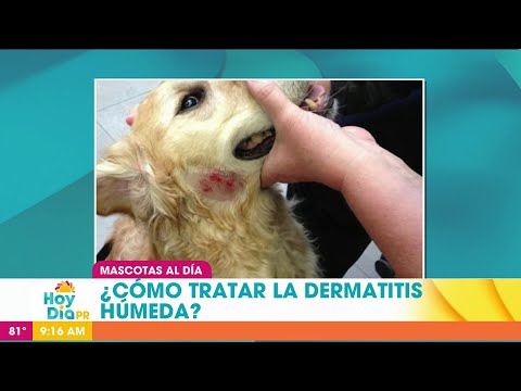Dermatitis húmeda en las mascotas: qué es y cómo tratarlo