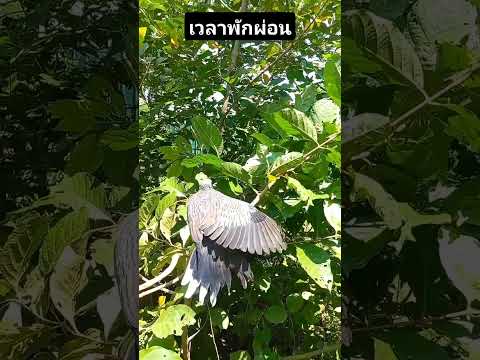 นกเขาใหญ่ต่อกิ่งbirdstekukur