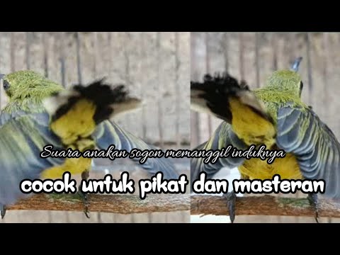 suara anakan sogon memanggil induknya // cocok buat pikat