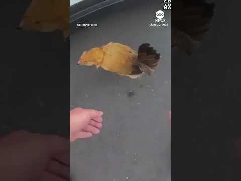 Loose chicken lead officers on chase