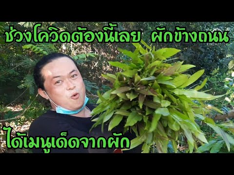ยกปลาหมานๆเก็บผักข้างทางที่ปลอ ยกปลาหมานๆเก็บผักข้างทางที่ปลอ