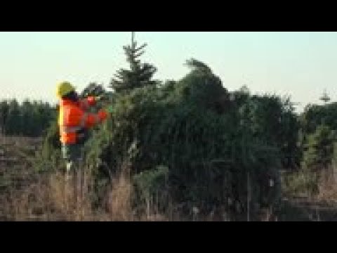 Demand for real Christmas trees up amid pandemic