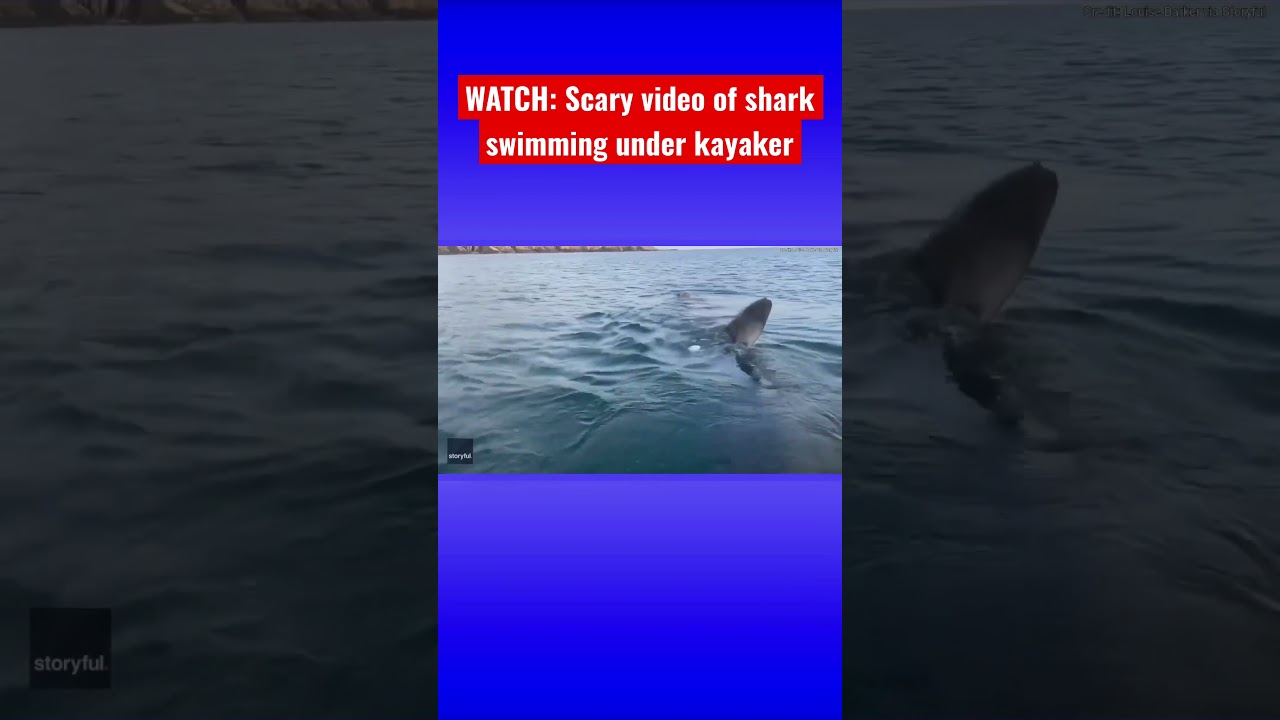 Shark spotted swimming under kayak in Ireland #shark
