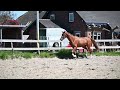 Dressage horse Talentvolle 3 jarige ruin van Desperado