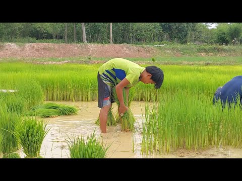 ลกกล้าแข่งขันกินน้ำปั่นร้านสา