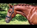 Dressuurpony Talentvolle supermooie 5 jarige d (sport) pony! 1,48 m