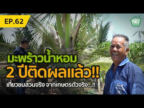 มะพร้าวน้ำหอม-2-ปีก็ติดผลแล้ว- มะพร้าวน้ำหอม-2-ปีก็ติดผลแล้ว-