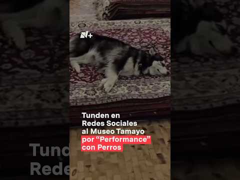 Tunden en redes sociales al museo Tamayo por “Performance” con perros - N+ #shorts