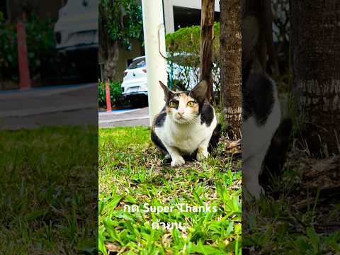 แมวลายจนมุมกดSuperThanksด้ว